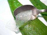 Bí quyết lấy gel nha đam để không bị dị ứng da