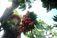 Thương lái Trung Quốc trở lại thu mua vải thiều