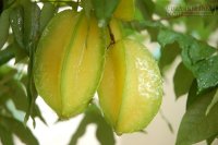 Các mẹo hay với khế ít người biết