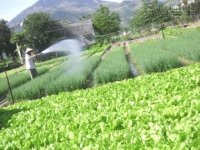 Rau an toàn không đảm bảo vệ sinh