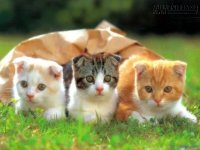 Bói tính cách của bạn qua hình nền máy tính