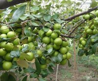 Tác dụng chữa bệnh tuyệt vời của táo ta