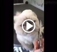 Cắt cho cẩn thận vào