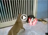 Chó mèo đánh nhau theo phong cách: Chiến tranh giữa các vì sao