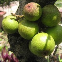 Những thực phẩm giúp các mẹ gọi sữa về