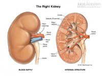 Giải độc thận chỉ vơi 1 phút mỗi ngày bạn nên biết