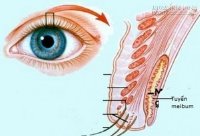 Những tác dụng của ghèn mắt ít ai để ý đến