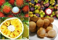 Mẹo nhận biết hoa quả chín cây hay chín thuốc