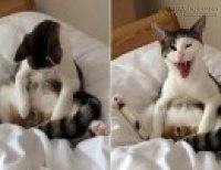 Rớt hàm với khoảnh khắc mèo bối rối vì phát hiện bị… thiến