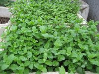 4 loại rau thơm giúp đuổi muỗi trong nhà