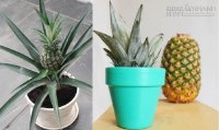 Mẹo trồng cây dứa làm cảnh cực kỳ đơn giản từ quả dứa chín