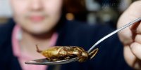 Côn trùng- món ăn sẽ thống trị nền ẩm thực tương lai?