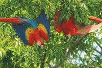 Kỳ thú rừng mưa và núi lửa Costa Rica