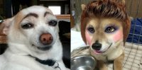 Cười nắc nẻ với những chú chó bị cưỡng trang điểm