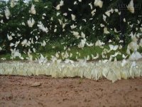 Khám phá suối Nước Moọc, Quảng Bình