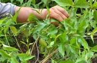 Lá ngón giết người như thế nào?