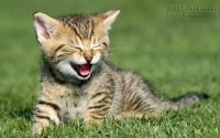 Hãy sống như một chú mèo