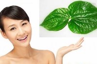 Mẹo trị nám da bằng lá trầu không hiệu quả thần kì