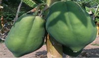 Đu đủ xanh triệt tiêu sỏi thận chỉ trong 7 ngày