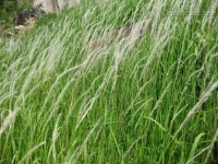 Chữa bách bệnh từ những thứ cỏ hoang quanh vườn nhà