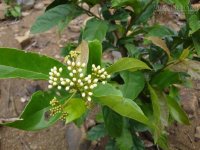 Bài thuốc hỗ trợ điều trị ung thư từ cây Xạ đen