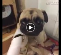 Tao thiệt không hiểu nổi, mày là con chó hay con chim gõ kiến