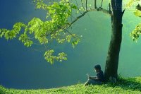 Cậu bé dưới bóng cây