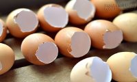 Từ nay bạn không nên vứt vỏ trứng đi nữa! Chúng rất hữu ích cho sức khỏe!
