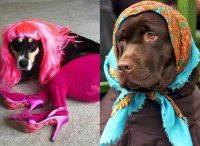 Chết cười với 22 kiểu hóa trang cho chó cực bá đạo