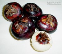 Củ mã thầy mang tới lợi ích vàng cho sức khỏe