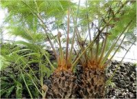 Cây thuốc làm nên điều kỳ diệu cho nam giới yếu sinh lý