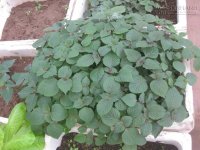 Các loại lá cây giúp đuổi gián trong nhà