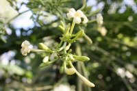 Những bài thuốc dân gian chữa bệnh từ hoa đu đủ đực