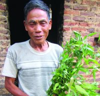 Trị sỏi thận bằng nắm lá tươi: Sáng uống, chiều có thể ra sỏi