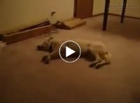 Mơ giữa ban ngày