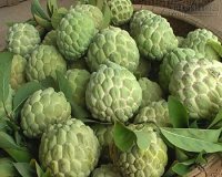 Mẹo cực hay giúp bạn chọn na, hồng xiêm ngon không ngâm hóa chất