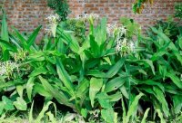 Những bài thuốc chữa bệnh hiểm từ cây trinh nữ hoàng cung