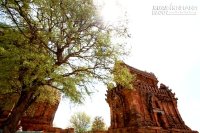 Trải nghiệm hái nho và trượt cát ở Phan Rang - Tháp Chàm