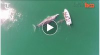 Cá voi xám chủ động lại gần để du khách thỏa thích vuốt ve