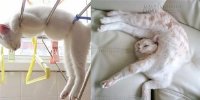 Cười bò lăn với những trùm lười biếng của họ nhà mèo