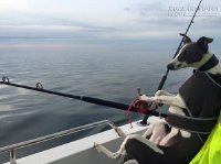 Phì cười với những chú chó siêu ngáo chưa bao giờ nghĩ mình là chó