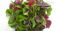 Giải độc gan bằng rau dền