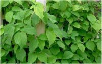 Bài thuốc từ cây cỏ vườn nhà giúp hàng trăm cặp vô sinh có con