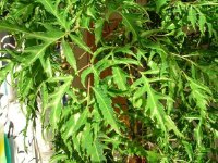 Cây đinh lăng có công dụng như nhân sâm