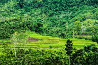 Ngắm ruộng bậc thang ở vùng cao Quảng Nam vào mùa gặt