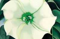 Có những cánh hoa sống tiền không bao giờ mua được