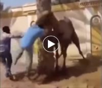 Không thể ngừng cười với những tai nạn có một không hai