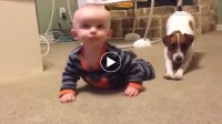 Chết cười với chú chó dạy cậu bé tập trườn