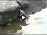 Chim câu cá quá bá đạo