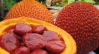 Thuốc hay dân gian trị viêm xoang chỉ từ 25 hạt gấc